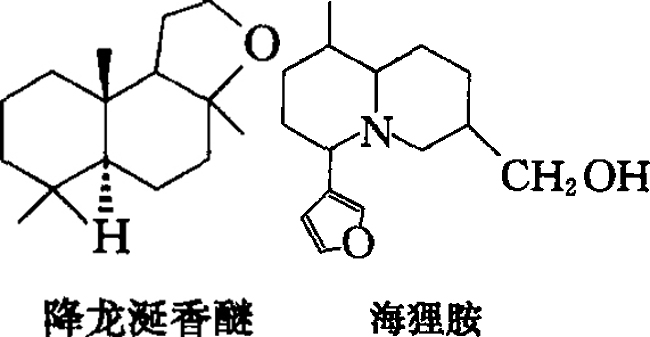 抹香鲸_副本 抹香鲸_副本